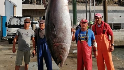 Atum com 383 quilos pescado nos mares da Madeira