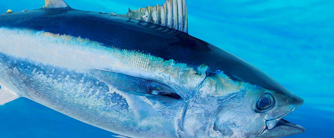 Atum rabilho: fecho de pesca dirigida