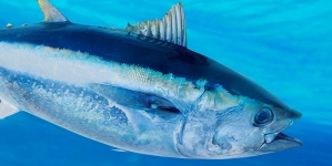 Aviso de 80% de utilização da quota de bycatch de atum Rabilho