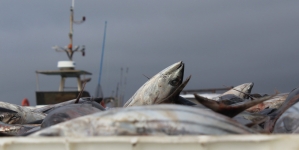 Porto de Abrigo contra limitações da Lotaçor na descarga de atum