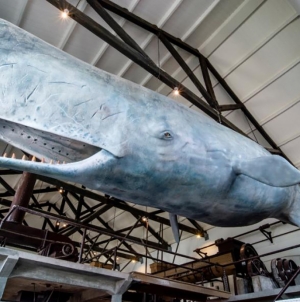 Museu da Fábrica da Baleia de Porto Pim reabre no dia 25 de maio