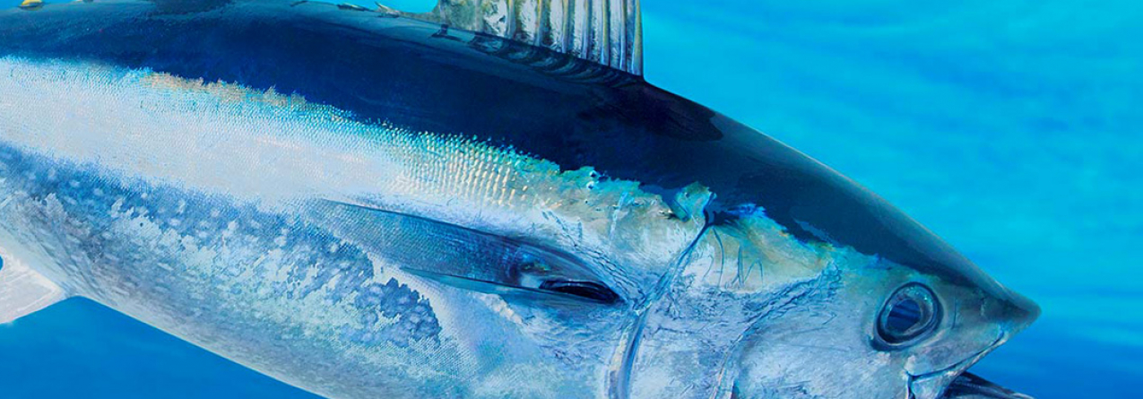 Fecho da pesca dirigida ao atum atum rabilho