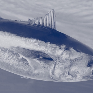 Fecho da pesca acessória de atum Rabilho