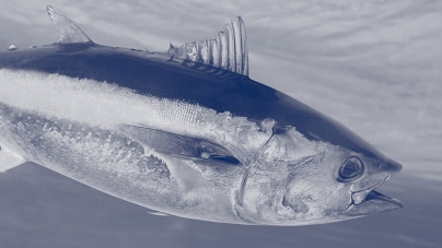 ADENDA // Regulamento (UE) 2020/747 – Pesca acessória ao atum-rabilo