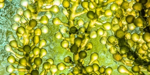 Microalgas podem ser fonte alternativa de ómega-3, em vez dos peixes, aponta estudo