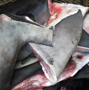 GNR apreende 83 barbatanas de tubarão no Porto de Pesca de Sesimbra