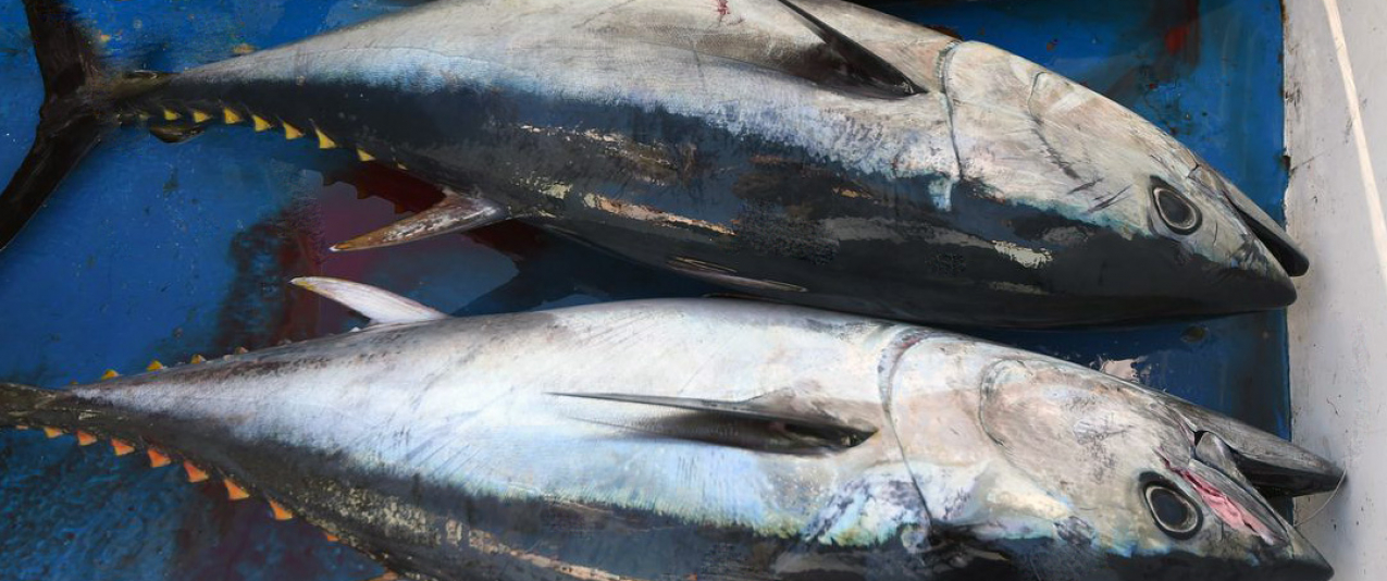 Rabilho (rei dos atuns) vendido a preços mais baixos que o atum patudo e voador na lota de Ponta Delgada
