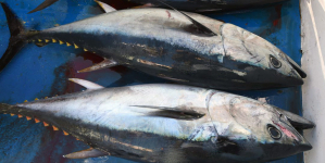 Rabilho (rei dos atuns) vendido a preços mais baixos que o atum patudo e voador na lota de Ponta Delgada