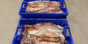 GNR apreende mais de 100 quilos de pescado na ilha de São Jorge