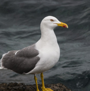 Direcção do Ambiente está a proceder ao controlo de gaivotas de patas amarelas no Ilhéu de Vila Franca do Campo