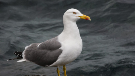 Direcção do Ambiente está a proceder ao controlo de gaivotas de patas amarelas no Ilhéu de Vila Franca do Campo