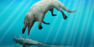 “Deus dos mortos”. Paleontólogos descobrem nova espécie de baleia no Egito