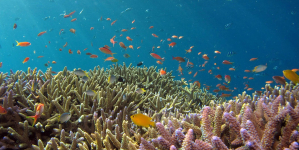 Cientistas unem-se para lembrar que só se salvam os oceanos apostando em áreas marinhas protegidas bem geridas