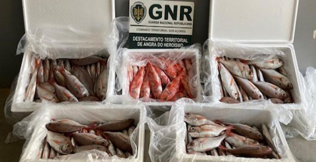 Apreensão de 59 quilos de pescado subdimensionado na ilha Terceira