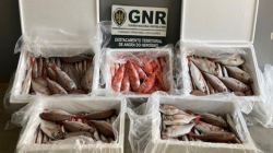 Apreensão de 59 quilos de pescado subdimensionado na ilha Terceira